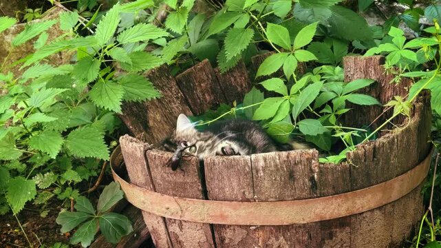 Curious tabby kitten playing with a stag beetle in a rustic garden. He playfully paws at the stag beetle.