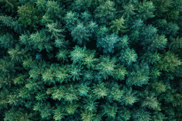 Naklejka premium Rainforest ecosystem and healthy environment. Nature background. Tree growing in lush forest. Nature landscape. Landscape with forest in spring. Green forest in summer aerial view. Aerial treetops
