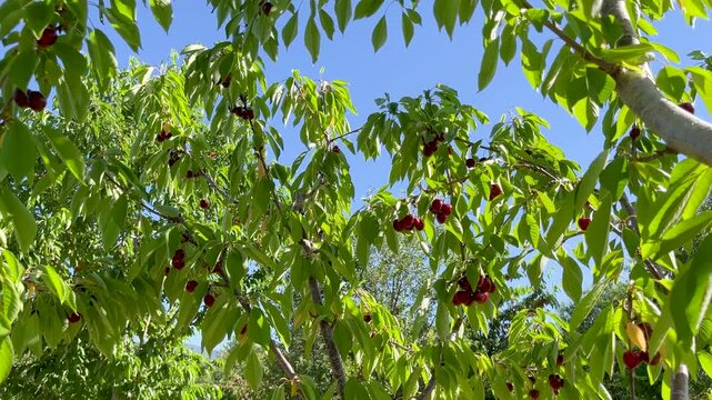 Red sweet cherries hanging on a branch in an orchard. Lush green leaves swaying in the wind under a clear blue sky on a sunny summer day