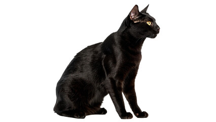 Sleek black domestic cat pet sitting alert isolated on a transparent background © golos-png