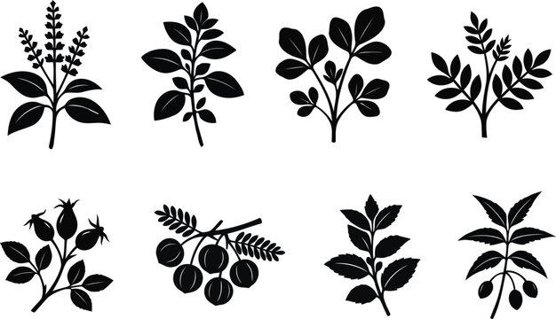 Botanical Leaves Berries and Herb Silhouette Collection