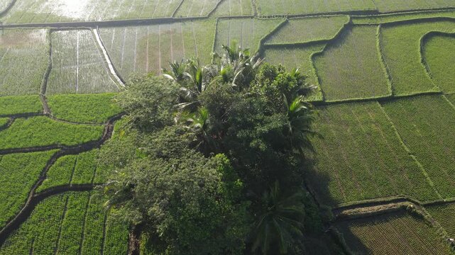 Aerial view of a cluster of coconut trees resembling a small island in the middle of lush rice terraces during the morning. Captured from above, showcases geometric rice field patterns