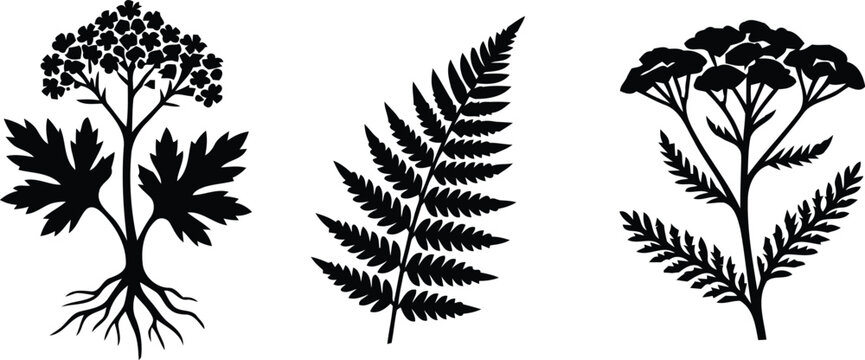 Medicinal Herbs and Fern Botanical Silhouette Collection
