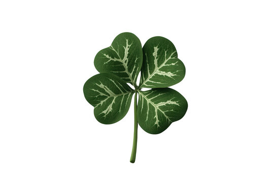 Four-leaf clover symbolizing luck and fortune, a green shamrock plant offering hopes for success and good omen
