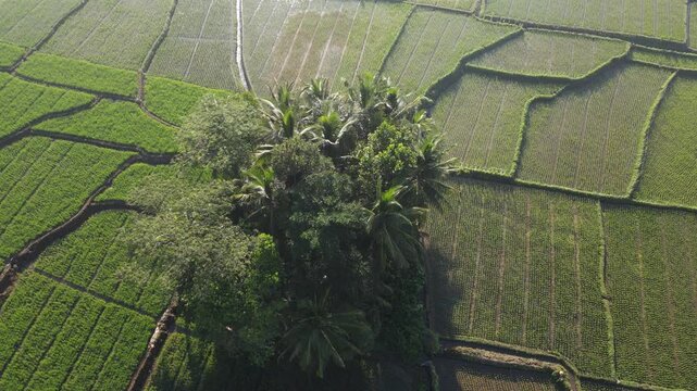 Aerial view of a cluster of coconut trees resembling a small island in the middle of lush rice terraces during the morning. Captured from above, showcases geometric rice field patterns