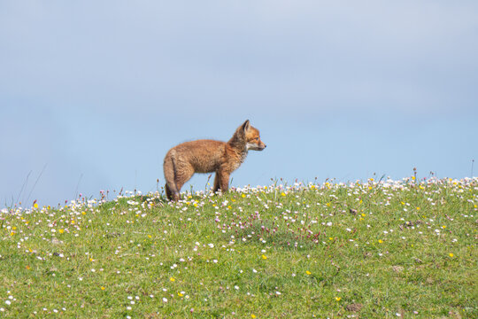 Red Fox Kit Connemara Ireland