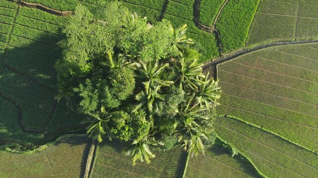 Aerial view of a cluster of coconut trees resembling a small island in the middle of lush rice terraces during the morning. Captured from above, showcases geometric rice field patterns