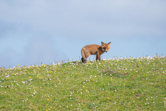 Red Fox Kit Connemara Ireland