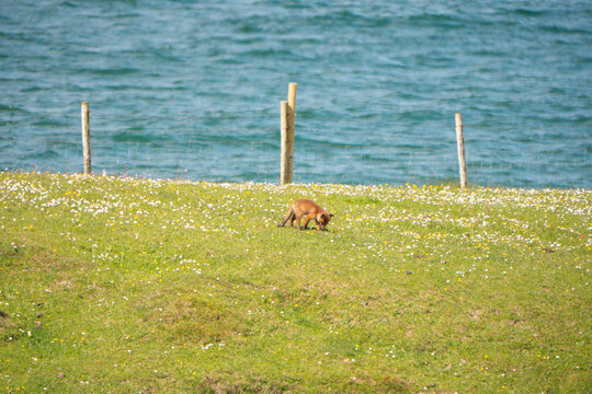 Red Fox Kit Connemara Ireland