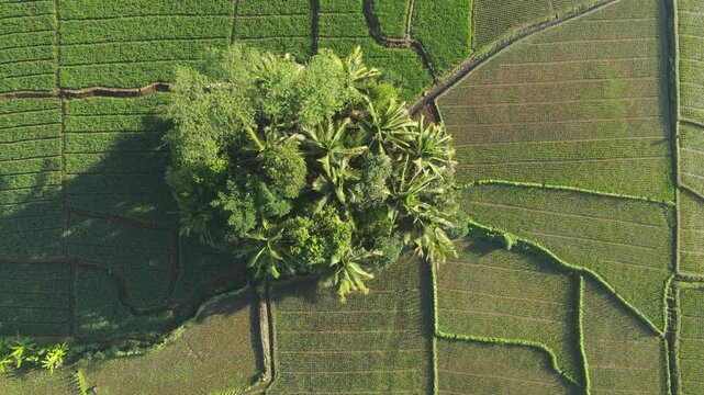 Aerial view of a cluster of coconut trees resembling a small island in the middle of lush rice terraces during the morning. Captured from above, showcases geometric rice field patterns