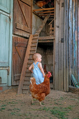 A little boy at a chicken coop with poultry in the village. Close-up of a red chicken next to the baby. © Maryna