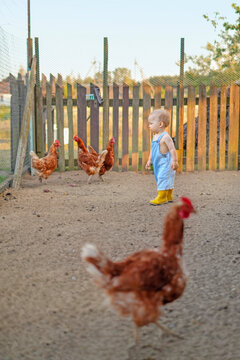 The baby is walking around the backyard, watching the chickens.