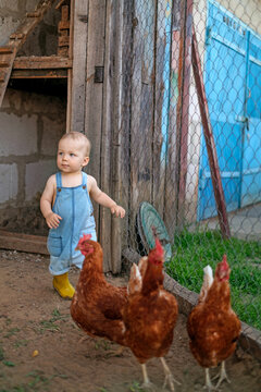 A little boy in a blue suit is watching the chickens in the chicken coop. Raising poultry. Childhood in the countryside