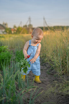 A little boy in a blue overalls and yellow rubber boots is in the vegetable garden, holding a radish.