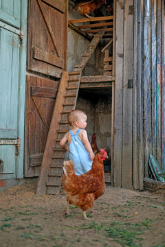 A little boy at a chicken coop with poultry in the village. Close-up of a red chicken next to the baby.