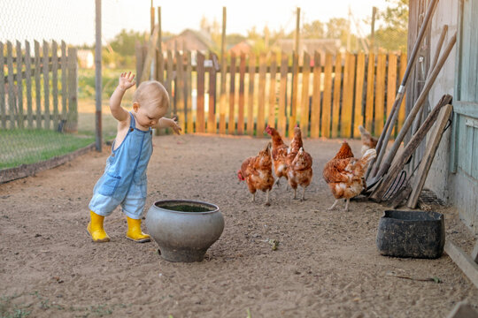 The baby chases the chickens around the yard. The child plays with the animals