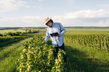 Fototapeta premium Male farmer in straw hat examines grapevines using tablet in vineyard with rows of crops and green hills under a blue sky in summer