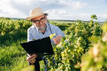 Fototapeta premium Senior man with gray beard wearing straw hat inspects grapevine leaves while holding clipboard in lush vineyard under bright blue sky with clouds