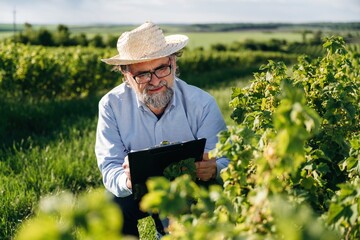 Fototapeta premium Senior man with glasses wearing straw hat examines grapevines while holding clipboard in lush vineyard under clear sky during daytime in rural landscape