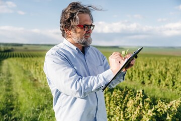 Fototapeta premium Mature man with gray hair and glasses examines vineyard plants while taking notes on a clipboard in a lush green field under a clear blue sky