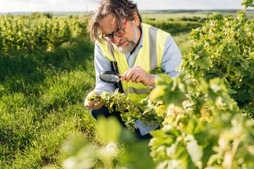 Fototapeta premium Middle-aged man inspecting grapevine leaves with magnifying glass in vineyard, wearing safety vest, surrounded by lush green fields and rows of grape plants