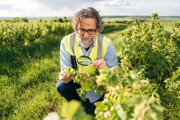 Fototapeta premium Middle-aged man in reflective vest examines grapevine leaves with magnifying glass in a vineyard, lush green landscape and cloudy sky visible in the background