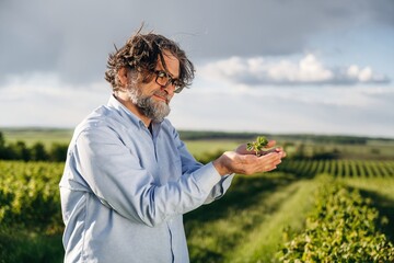 Fototapeta premium Mature man with glasses holds young grapevine sprout in hands, standing in lush vineyard landscape under cloudy sky with rows of grapevines in the background