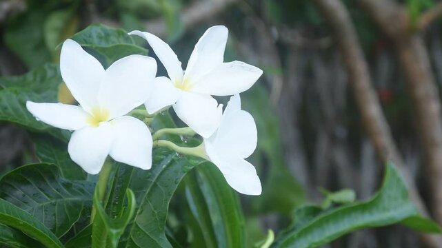 fiddle leaf plumeria or temple tree white flower with drop of water blooming in garden