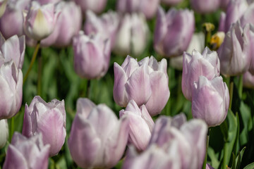 Obraz premium purple tulips in spring