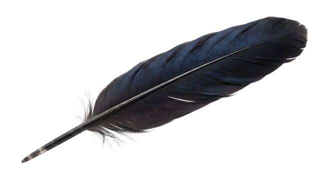 Single dark bird feather on black background