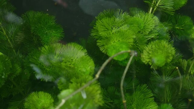 Green aquatic hornwort Ceratophyllum water plant growing underwater in pond closeup macro nature aquarium freshwater plant