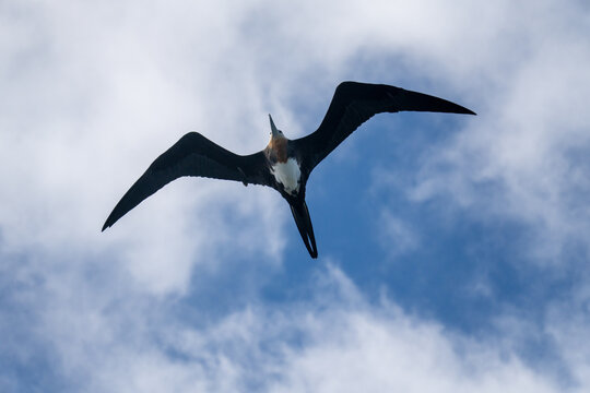 Frigatebird in Flight Against Clouds, Gal&aacute;pagos Islands