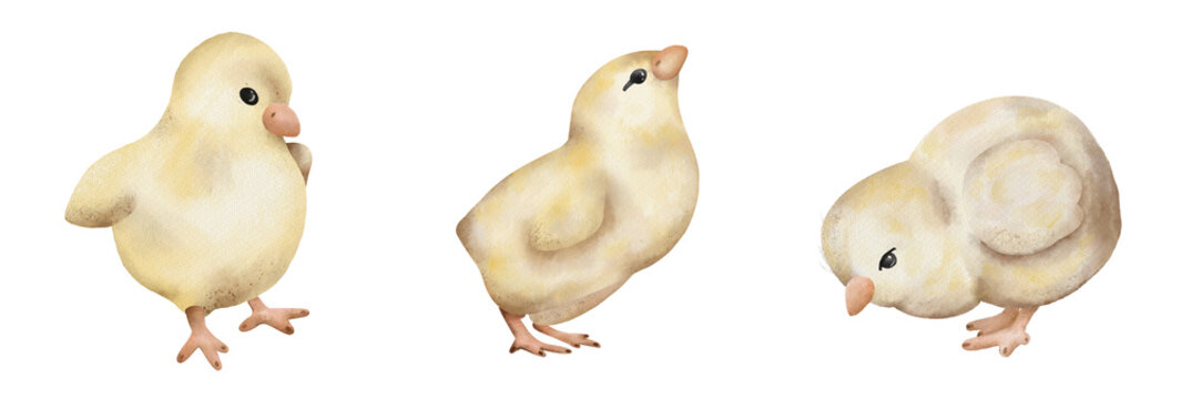 Cute yellow chicks standing and looking in different directions on a plain background