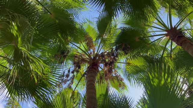 Palm tree pattern viewed from below with swaying tropical crowns, sunlight through the leaves and blue summer sky. Natural background for resort, spa, travel, rain forest and vacation concepts