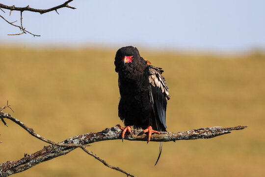 red billed hornbill