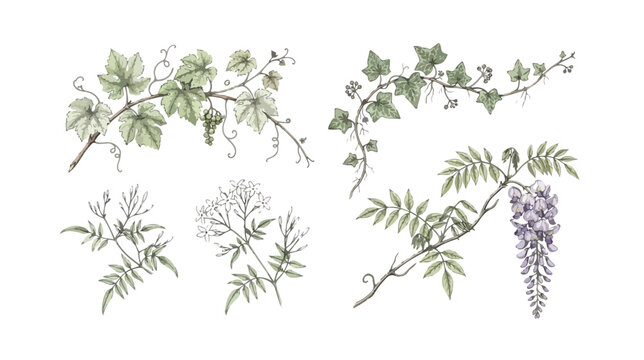 Vintage botanical illustration set of climbing plants, hand drawn ivy and grape vine branches, purple wisteria and green foliage vector elements