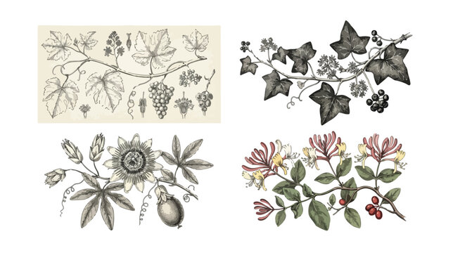 Vintage botanical illustration set, antique hand drawn floral sketches of grapevine and passionflower, 4 climbing plant vector elements for nature design
