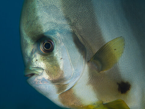 This close-up portrait captures the graceful profile of a longfin batfish (Platax teira) in the clear tropical waters of Raja Ampat, Indonesia.