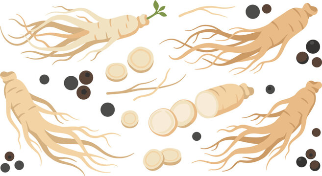 Fresh and Dry Ginseng Root Vector Set with Slices Roots and Herbal Medicine Berries for Healthy Organic Supplement Graphic Designs
