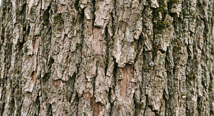 Fototapeta premium Old Tree Bark Texture Close Up Natural Wood Trunk Surface with Rough Brown Pattern Background