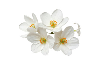 Fototapeta premium White flowers blooming, featuring delicate petals and vibrant orange stamens, isolated on a transparent background