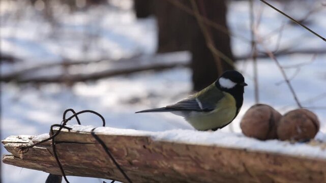 Cute tit bird sitting on feeding trough at snowy forest. Curious tomtit jumping on wood feeder at sunny snow woodland. The scene captures care for wildlife and harmony of nature Slow motion