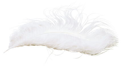 Delicate white ostrich feather with fluffy barbs, isolated on transparent background © AnaMaria