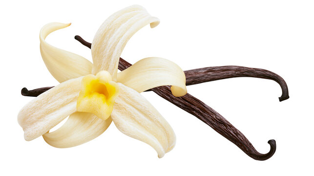 Delicate white vanilla orchid flower with dark brown vanilla beans, isolated on transparent background