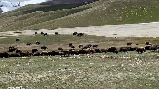 herd of yalks