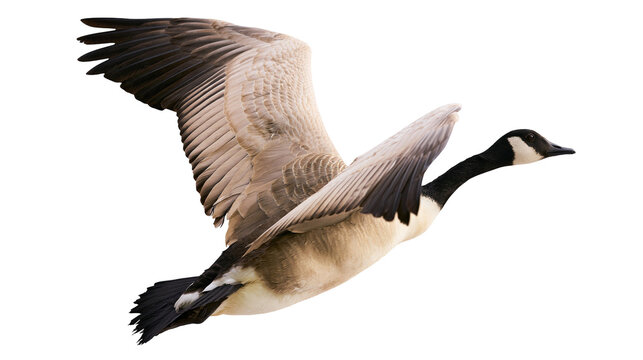 Canada goose with wings spread wide, isolated on transparent background