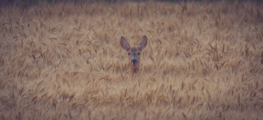 A roe deer is curious. © Vivien