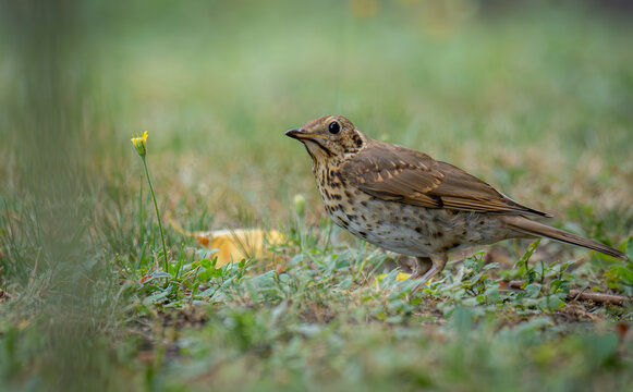 Song thrush in the garden