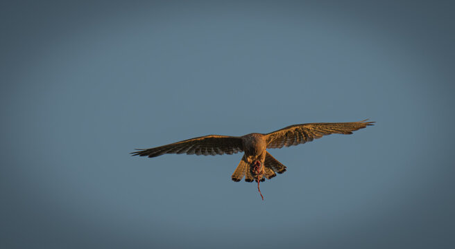 A common kestrel is snacking in mid-air.