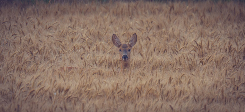A roe deer is curious.